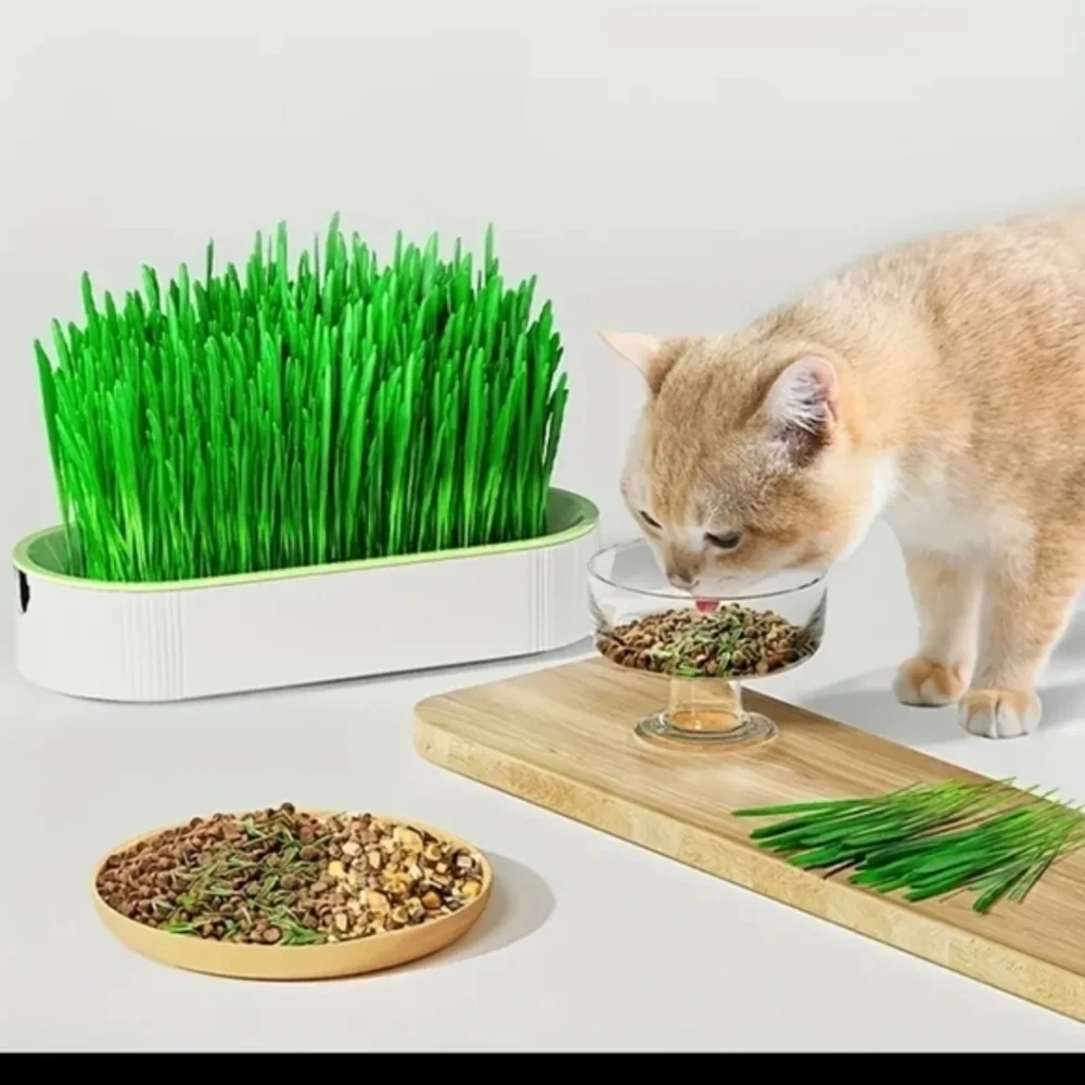 Organic Hydroponic Soil‎ Free Cat Grass Box Cat Nip Blue and White NWT